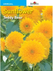 Burpee Teddy Bear Sunflower Seeds - Yellow