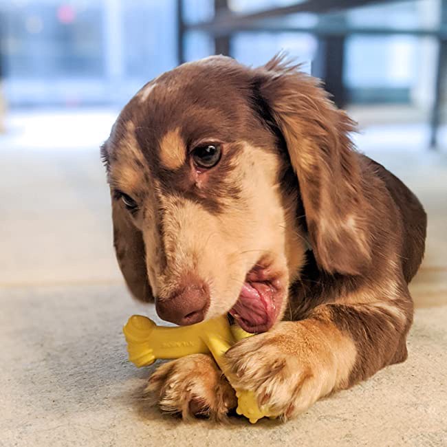 slide 7 of 10, Nylabone Axis Bone Nylon Puppy Chew Toy Small/Regular - Up to 25 Ibs.(1 Count), 1 ct