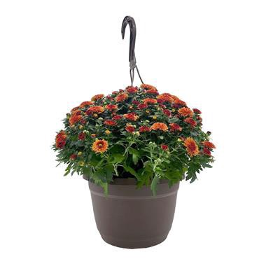 slide 1 of 1, 10" Hanging Mum Basket, 10 in