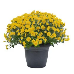 12" Mum