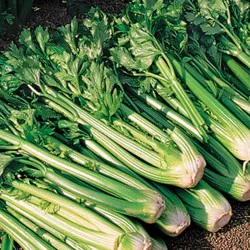 High Mowing Organic Seeds Tango Celery Seeds
