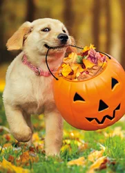 Avanti Pumpkin Bucket With Puppy