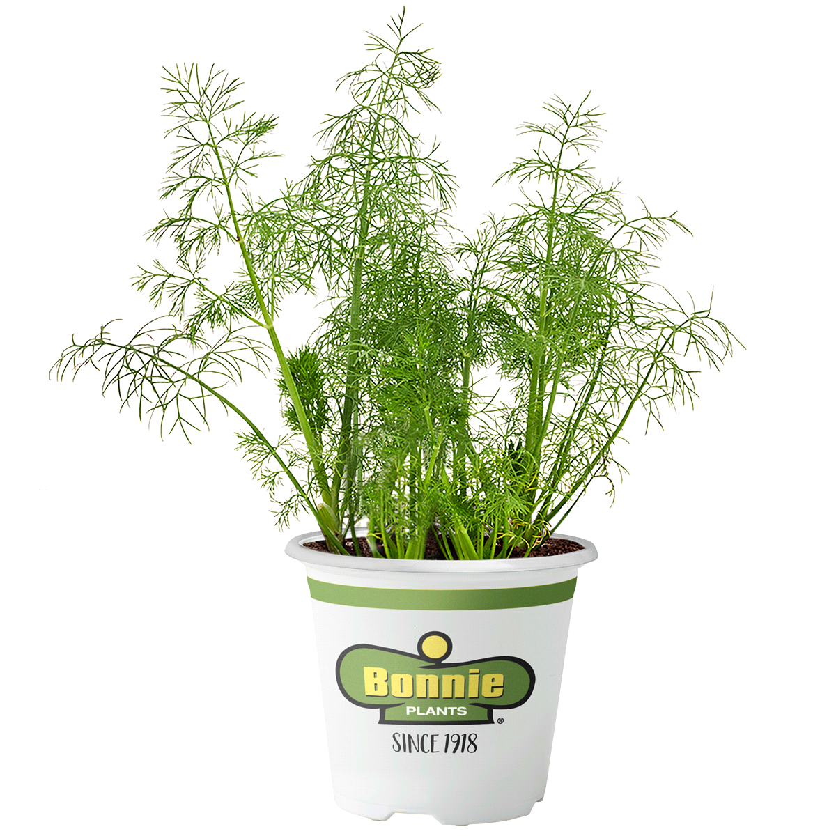 slide 1 of 9, Bonnie Plants  Dill, 19.3 oz