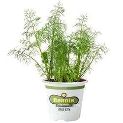 Bonnie Plants Dill