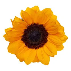 Bouque Consumer Bunch Sunflowers