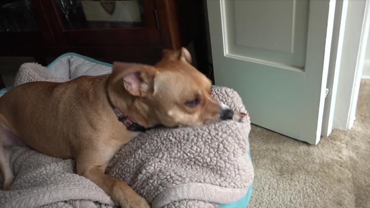 slide 10 of 10, Nylabone Nutri Dent Filet Mignon Dog Dental Chews Mini - 5 lbs. to 10 lbs.(78 Count), 1 ct