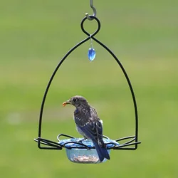 Birds Choice Bluebird Feeder