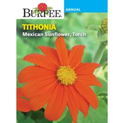 Burpee Tithonia Mexican Sunflower Torch