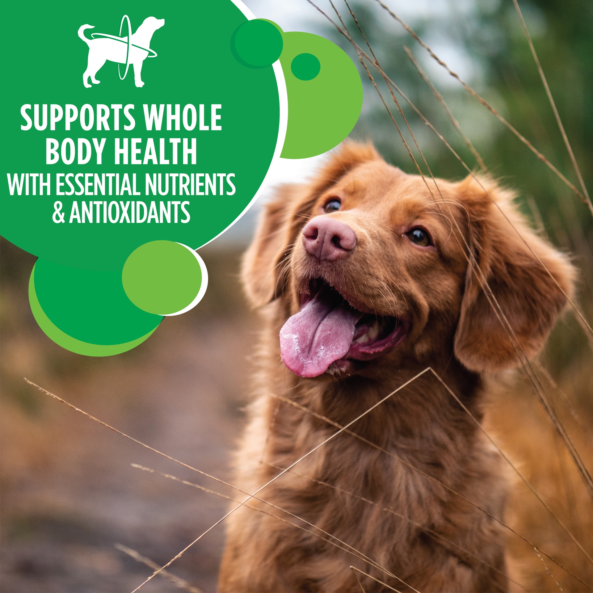 IAMS Adult Minichunks Small Kibble High Protein Dry Dog Food with Real Chicken 7 lb Shipt