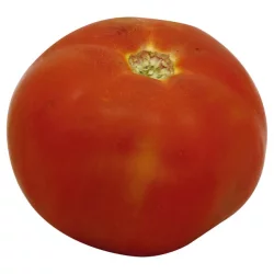Tomatoes- Organic