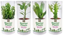 Rocket Farms Starter Plants in Tubes