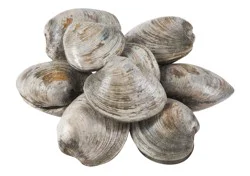 Fresh Cherry Stone Clams