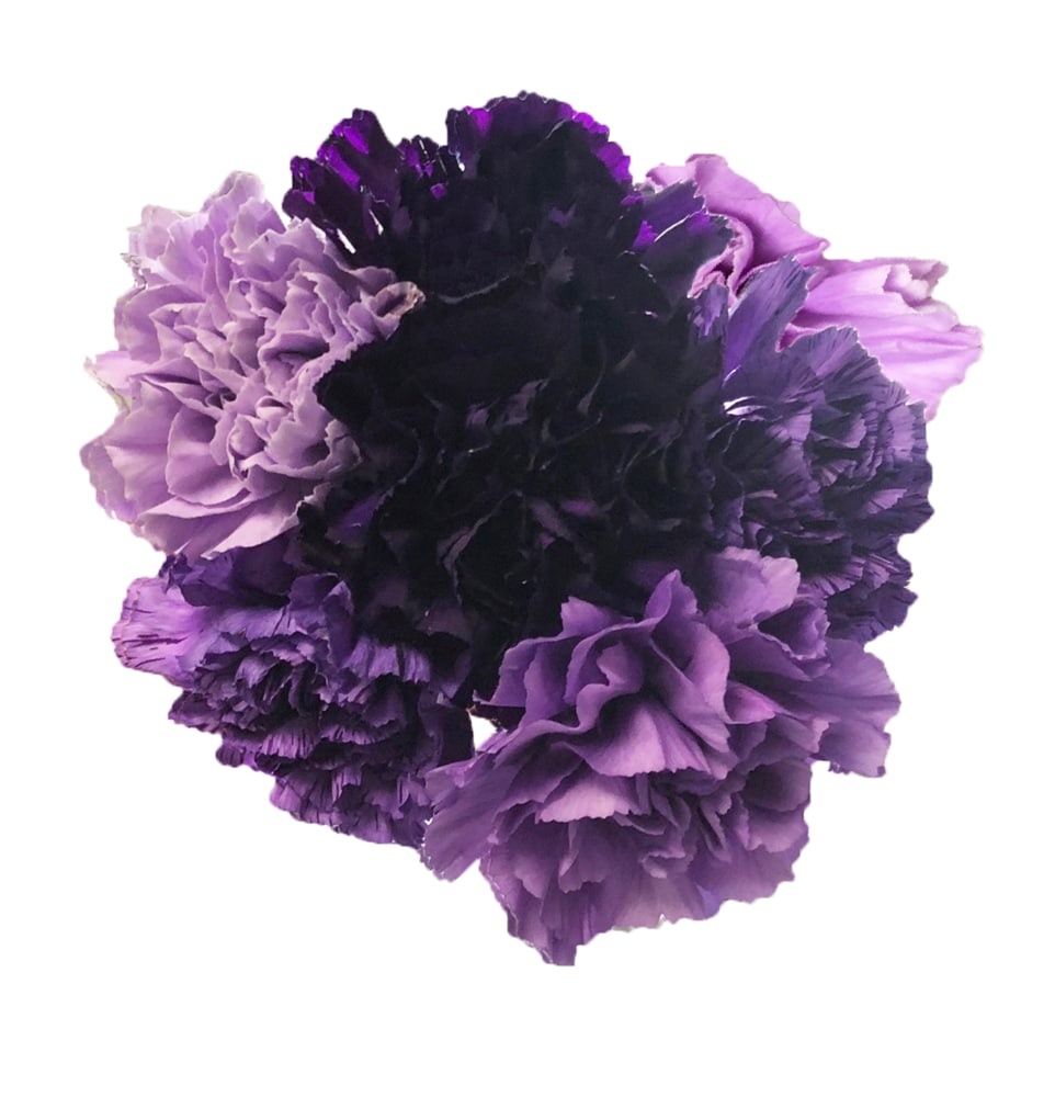 slide 1 of 1, Purple Rainbow Carnation, 1 ct