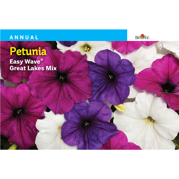 slide 1 of 1, Burpee Petunia, Easy Wave Great Lakes Mix, 1 ct