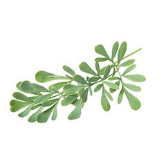 slide 1 of 1, Ruda, 1 ct