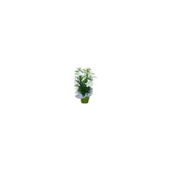 Gerten Greenhouses 6" Easter Lily