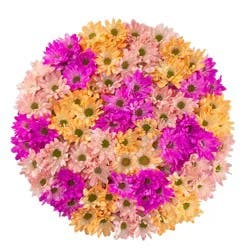 70 Blooms Chrysanthemum, Bunch