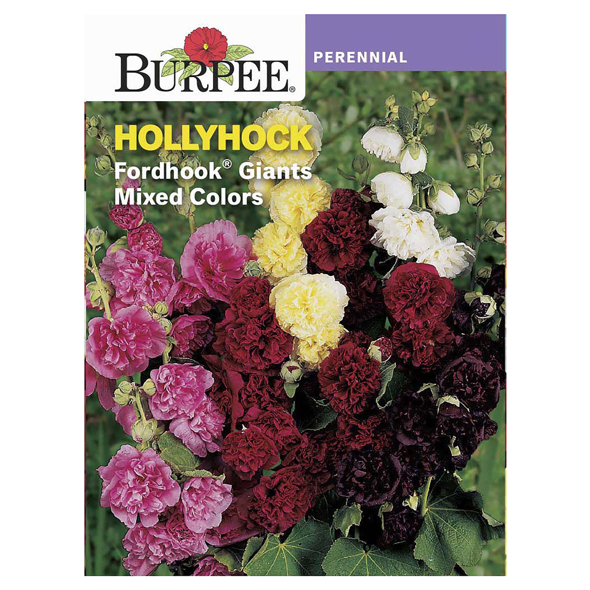 slide 1 of 5, Burpee Hollyhock Fordhook Giants Mix Seeds, 1 ct