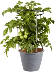 Bonnie Plants Husky Cherry Red Tomato Cage - 2.5 gal
