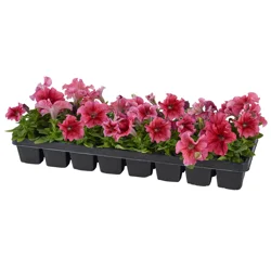 Annual Flower Landscaper Flat