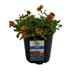 H-E-B Texas Roots - Purslane