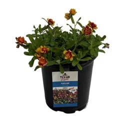 H-E-B Texas Roots - Purslane