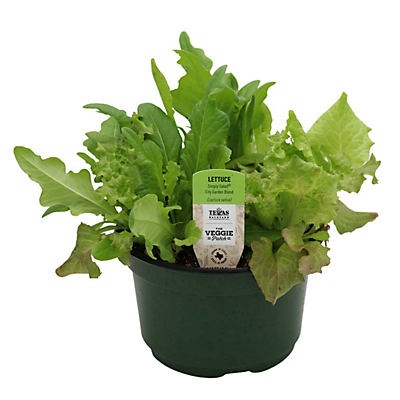 slide 1 of 1, H-E-B Lettuce Simply Salad City Garden Blend, 8 in