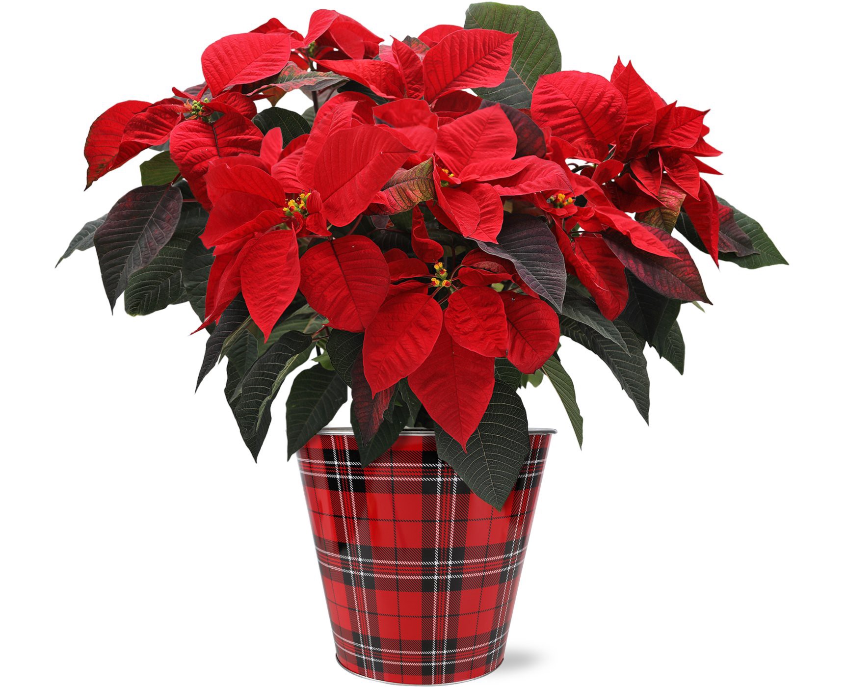 slide 1 of 1, Growers Select Red Poinsettia In Tin, 10 in