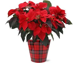 Growers Select Red Poinsettia In Tin
