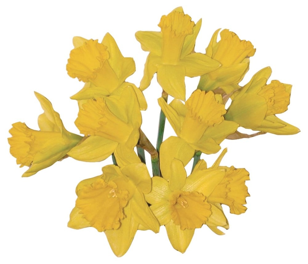 slide 1 of 1, Daffodil Bunch, 10 ct