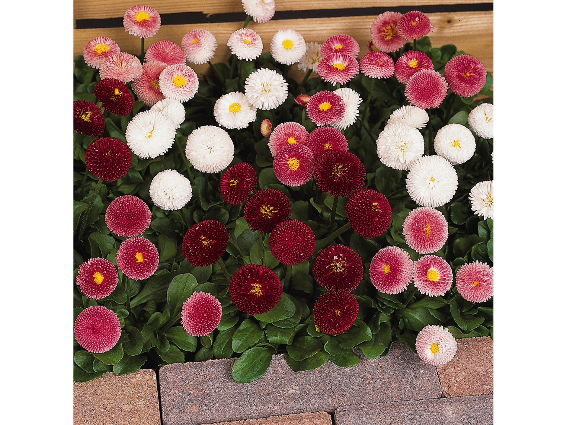 slide 1 of 1, Bellis (English daisy), 2.5 qt