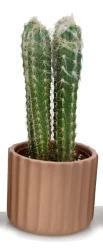 Cactus Dunes Ceramic - 1.66 Lb
