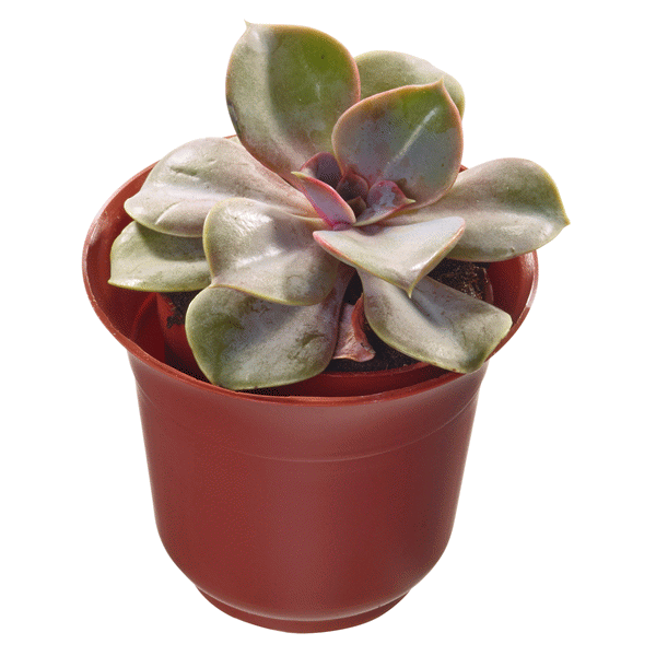 slide 1 of 1, Succulent In Terra Cotta Colored Pots Mini 2, 2 in