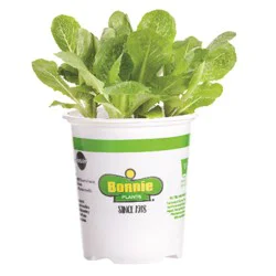 Bonnie Plants Romaine Green Lettuce - 4.5 in