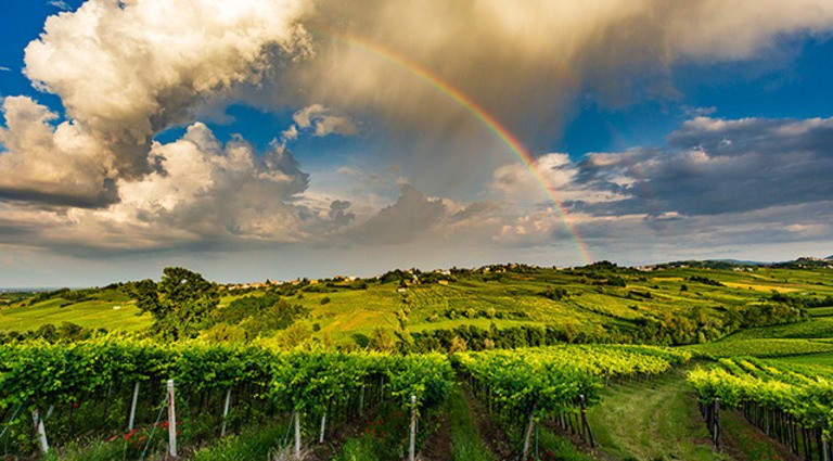 slide 6 of 6, Tutto Mio - Vino Rosso Dolce (750x12), 750 ml