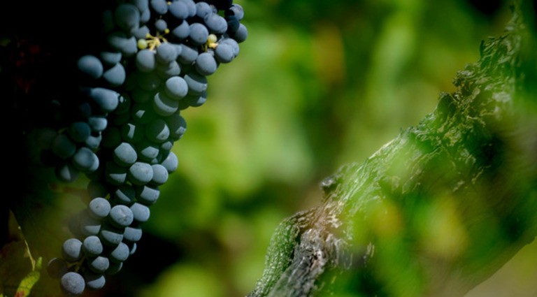 slide 5 of 6, Tutto Mio - Vino Rosso Dolce (750x12), 750 ml