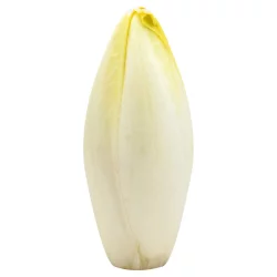 Fresh Belgian Endive