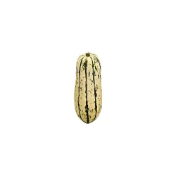 Delicata Squash