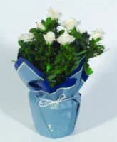 Potted Mini Rose In Wrap