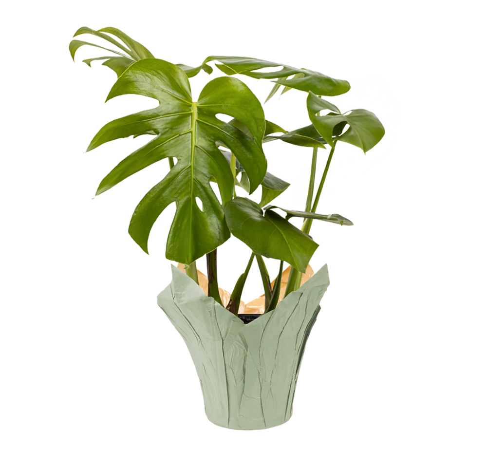 slide 1 of 1, Monstera Promo - 8 Inch, 1 ct