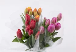 7 Stem Cut Tulips