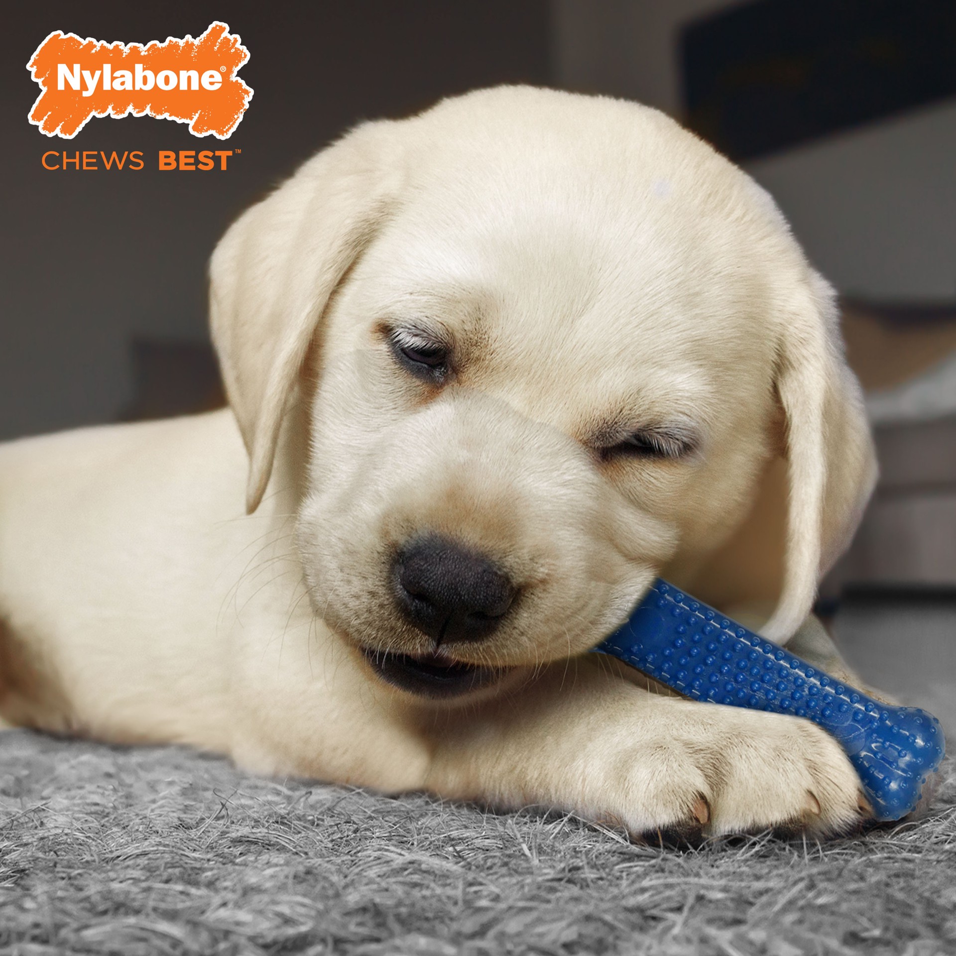 slide 4 of 10, Nylabone Puppy Starter Pack, 3 ct