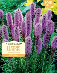 Liatris Blazing Star