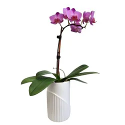 4" Mini Orchid In Brushed Gold Metal Pot