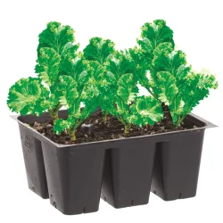 Bonnie Plants Mustard Greens
