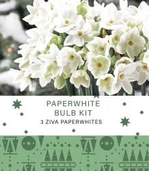 Charlie's Produce Garden State Bulb Narcissus Paperwhites Ziva Bulb Kit