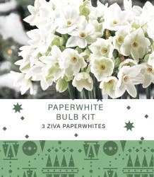 Charlie's Produce Garden State Bulb Narcissus Paperwhites Ziva Bulb Kit