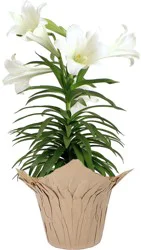 Fresh Easter Lily Plant In 6 Inch Pot