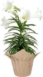 Fresh Easter Lily Plant In 6 Inch Pot