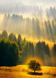 Avanti Sympathy Sunray Forest Card
